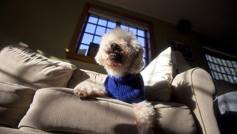 A violent toy poodle expresses his outrage over being disturbed to have his picture taken.