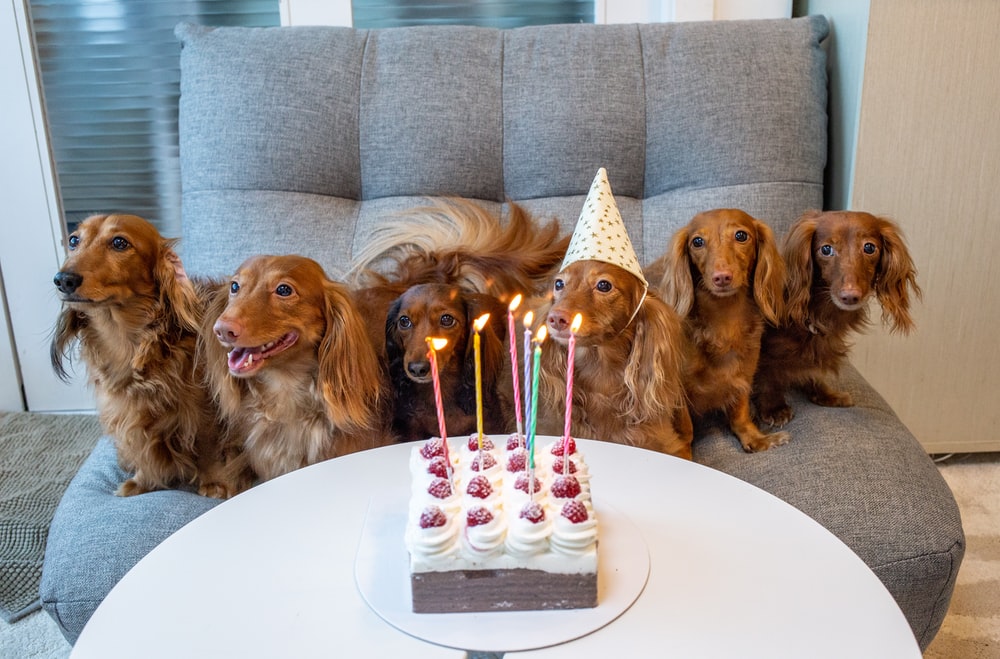 six tan dogs on sofa near cake