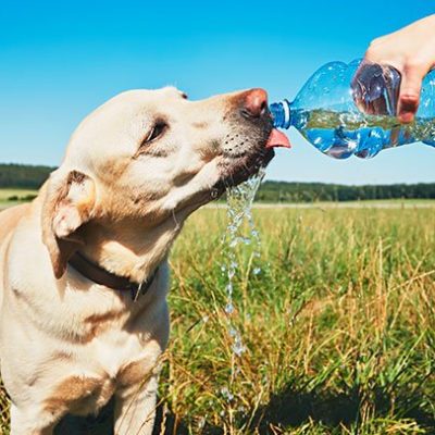 Summer’s here, and your dog may be heating up – what you can do to keep them cool