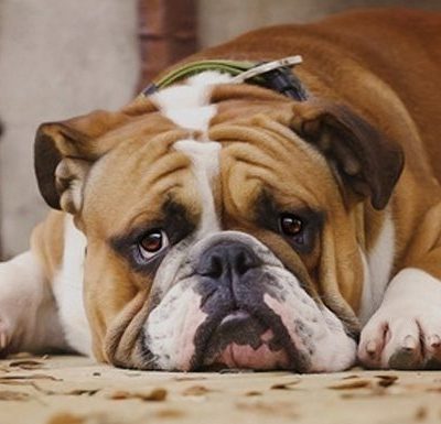 How To Tell If Your Dog Is In Pain And What To Do To Help
