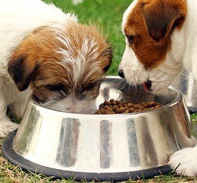 Is It A Good Idea To Feed Your Dog Salmon Dog Food?