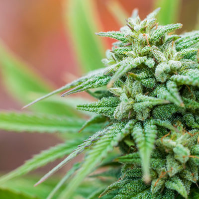Choosing between Indica and Sativa: 6 Things You Need to Know