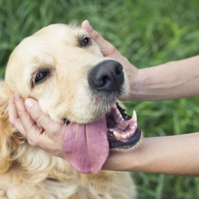 How to Keep Your Furry Companion Happy and Healthy