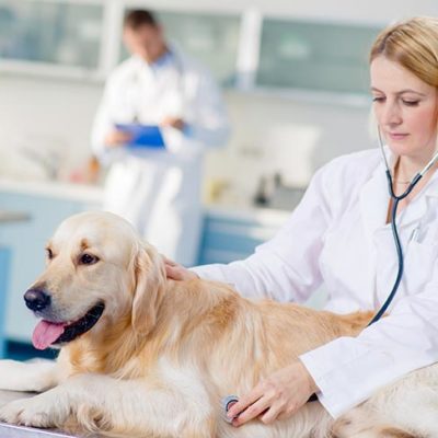 All Creatures Veterinary Center – What To Expect From a Vet