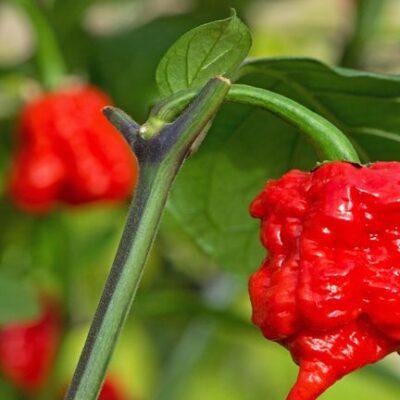 Hottest Pepper in The World: How Does It Feel Eating It?