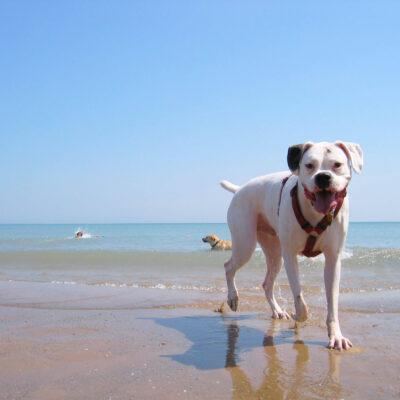 6 Safety Tips For Taking Your Dog To The Beach