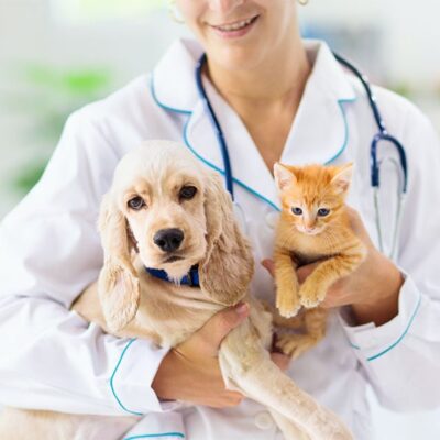 How to Choose the Right Vet
