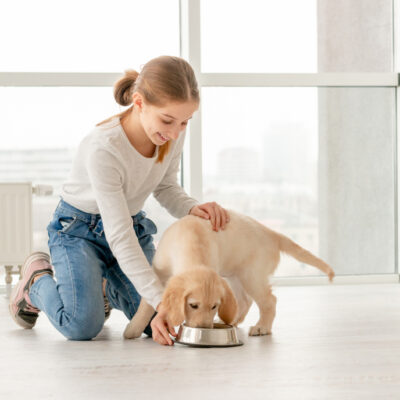 Which Diet Is The Healthiest For Your Dog? Vegetarian, Lactose-Free or Gluten-Free?