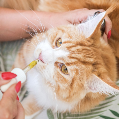 How should you give CBD oil to your cat?