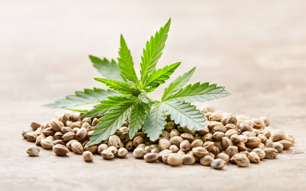 What Are Hybrid Seeds This Article Helps You Navigate The Elusive 