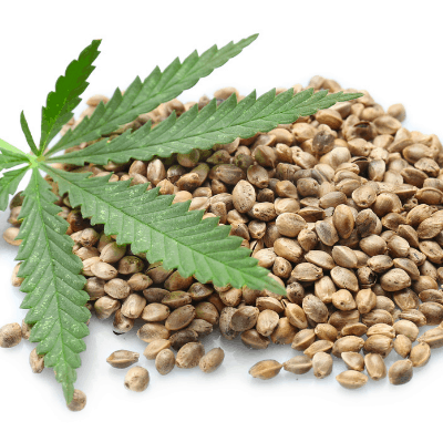 Guide to Choose Quality Cannabis Seeds for Beginner Growers