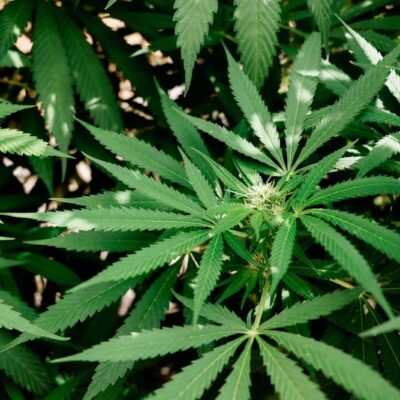 These External Factors Can Affect the Flowering Phase of Cannabis Plants