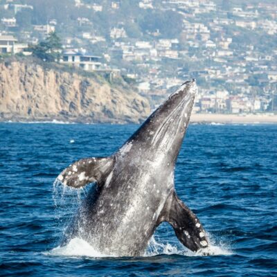 End of Year Whale Watching in San Diego