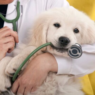 When You Need an Emergency Vet in Austin, TX: Critical Pet Care Tips